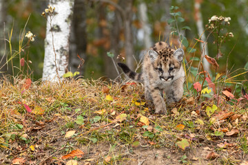 Cougar Kitten (Puma concolor) Moves to Step Down Hill Autumn