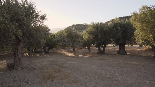 	
old olive trees in an olive orchard on the greek island of crete.	
