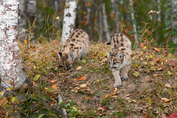 Cougar Kittens (Puma concolor) Walk Down Embankment Autumn
