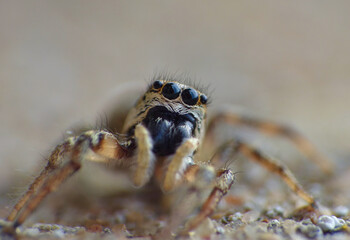 Jumping Spider