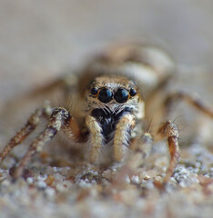 Jumping Spider