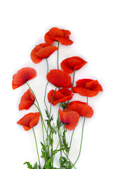 Flowers red poppy ( Papaver rhoeas, corn poppy, corn rose, field poppy, red weed ) on a white background. Top view, flat lay