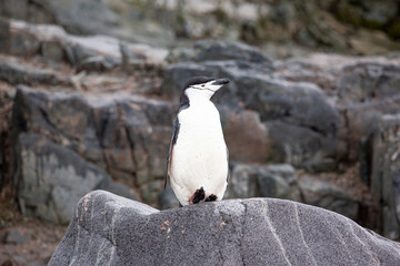 A chinstrap penguin (Pygoscelis antarcticus) sits on the rocky shoreline enjoying the sun.