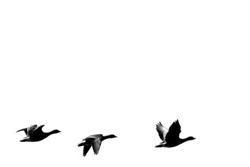 Three geese bird silhouettes flying against white background