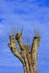 Trimmed oak tree isolated against blue sky