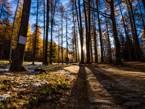 Trail in a forest of the italian alps at sunrise