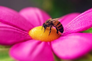 Abeja sobre flor artificial de bebedero