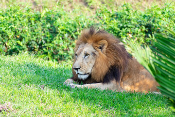 Lion calm