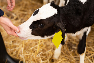 Veterinarian examining mouth of calf at dairy farm - obrazy, fototapety, plakaty