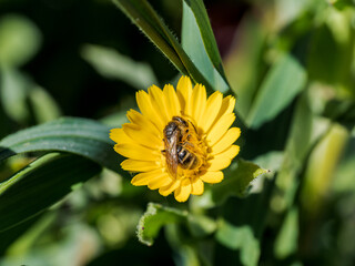 Un abejorro alimentándose 