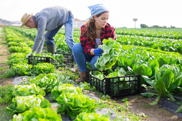 Young farm couple working on green lettuce plantation on spring day, picking ripe organic...