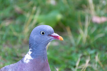 A small dove looks directly into the camera lens