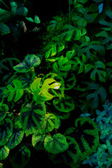 Obraz premium Creative nature green background, tropical leaf