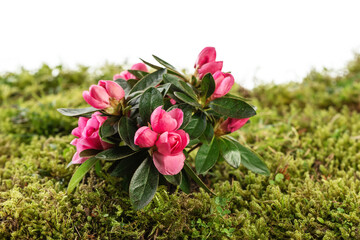 Rhododendron and kalanchoe flower on moss ground