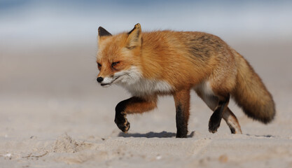 Fototapeta premium A red fox on the beach 