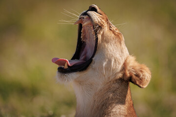 Lion in the Maasai Mara, Africa 