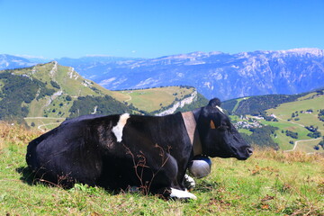 A black cow with a bell around her neck in a mountain pasture above Lake Garda in Italy on an August afternoon.