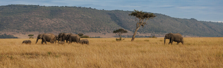 Elephant Panorama in the Maasai Mara, Africa 