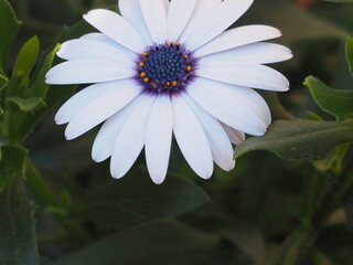 Fototapeta premium daisy in the rain