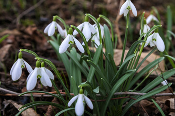 Common snowdrop - Galanthus nivalis.