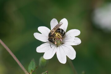 Closeup on a small furrow bee, Lasioglossum in a white Geranium robertianum flower