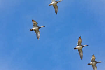 Gadwalls Flying
