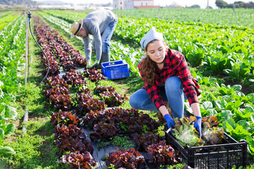 Young woman gardener harvesting red lettuce cultivar on family farm field on sunny spring day