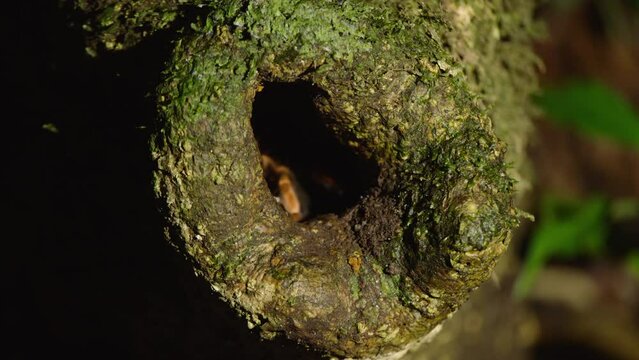 Hairy legs of large spider stick out of hole in tree. Scared spider retreating deeper into hideout. Watching animals in wildlife, Costa Rica