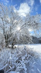 snow covered trees