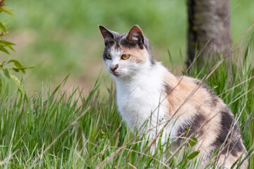 Naklejka na ściany i meble Cute domestic cat in alert close-up portrait among green grass.