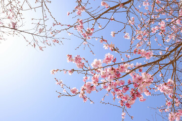 青空を背景に咲き始めの桜の花びらを半逆光で撮影