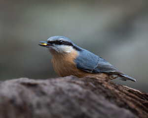Nuthatch and his diner