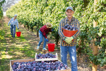 Obraz premium Positive man farm worker gathering harvest of ripe juicy plums on sunny summer day