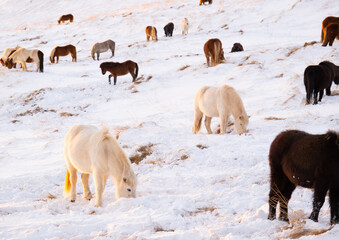 Naklejka premium Icelandic Horses In Winter. Rural Animals at Snow Covered Meadow. Pure Nature in Iceland. Frozen North Landscape. Icelandic Horse is a Breed of Horse Developed in Iceland.