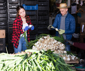 Couple of farmers peeling and sorting freshly harvested green onions, preparing for packing and...