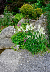 biała tawułka Arendsa w ogrodzie (Astilbe × arendsii), kamienie w ogrodzie, ogród japoński, ogrodowa ścieżka, żwirowa alejka, japanese garden, Zen garden, garden path, designer garden	 - obrazy, fototapety, plakaty
