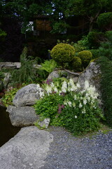 biała tawułka Arendsa w ogrodzie (Astilbe × arendsii), kamienie w ogrodzie, ogród japoński, ogrodowa ścieżka, żwirowa alejka, japanese garden, Zen garden, garden path, designer garden	 - obrazy, fototapety, plakaty