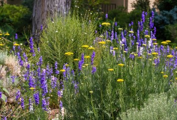 A Xeriscape garden filled with flowering Golden Yarrow plants of various sizes and Purple Larkspur...