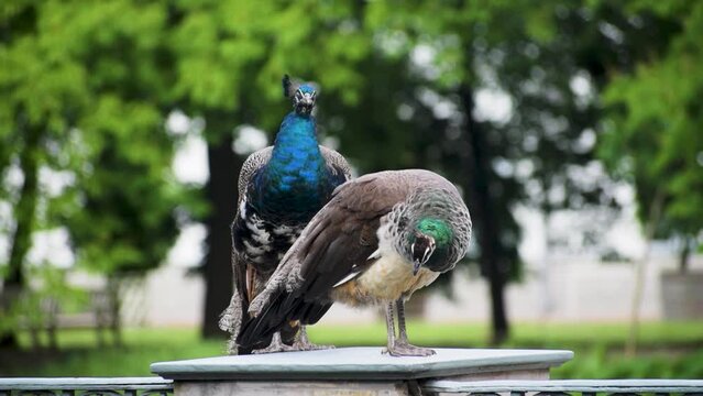 A male and female peacock standing side by side on a railing column