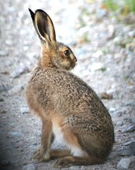 Hare today, gone tomorrow!