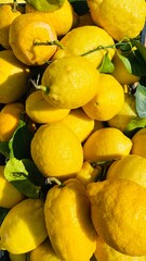 The lemons of the Amalfi Coast are world-famous for their unique taste and aroma. Grown on terraced...