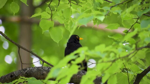A singing blackbird sitting on the branch of an aspen poplar tree