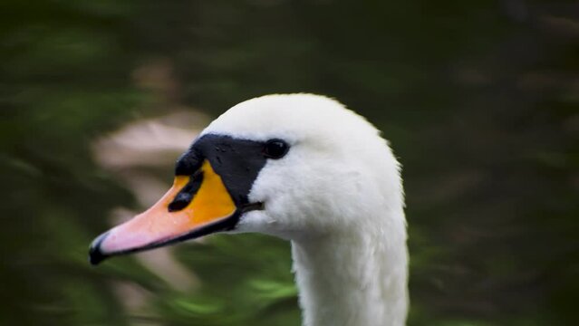 Close-up on swan's white head