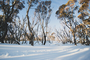 trees in snow