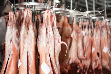 Carcasses of freshly slaughtered lambs and sheeps hanging in cold warehouse of meat factory ready...