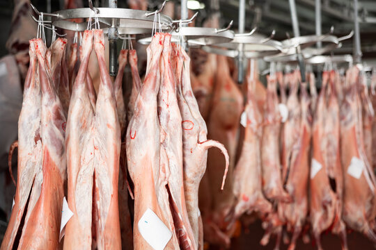 Carcasses of freshly slaughtered lambs and sheeps hanging in cold warehouse of meat factory ready for further processing and packaging