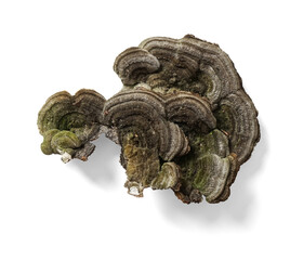 Trametes Versicolor