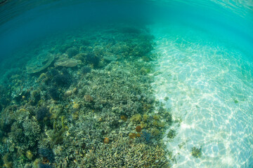 Fototapeta na wymiar Healthy coral grows right up to the edge of a sandy beach on a remote island near Flores, Indonesia. This tropical region harbors extraordinary marine biodiversity.