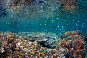 An array of healthy hard and soft corals thrive in the shallows of Raja Ampat, Indonesia. This tropical region is known as the heart of the Coral Triangle due to its high marine biodiversity.