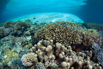Naklejka na ściany i meble Healthy coral grows thrive in the shallows near a remote island near Flores, Indonesia. This tropical region harbors extraordinary marine biodiversity.